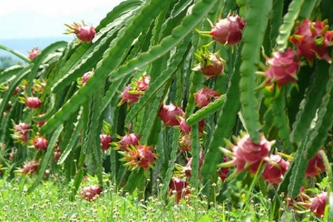 Dragonfruit plantation